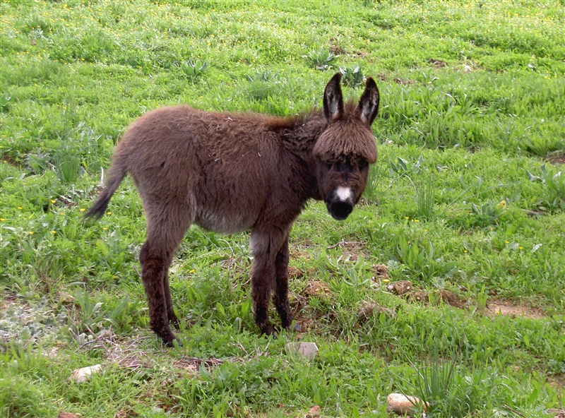 Tierische Nachbarn – Foto 4