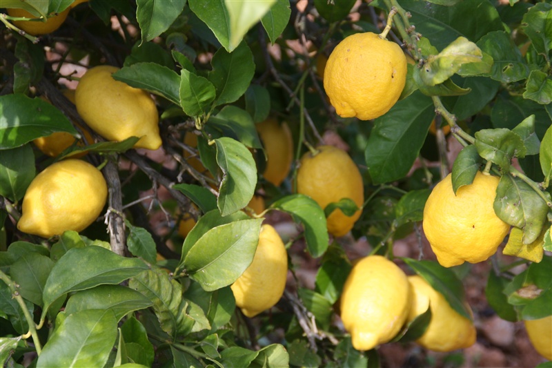 Obstwiese – Foto 2